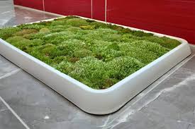 do you need a living moss rug family