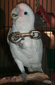 See more of goffin cockatoo's on facebook. The Evil Scheming Of A Vicious Cockatoo Letterpile Writing And Literature