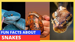15 amazing snake facts for kids