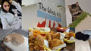 Windy kitty cat cafe understands that cats are independent animals with high cuddle expectations. The Windy Kitty Cat Cafe Chicago Lunch At Mr Broast Youtube