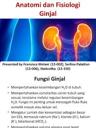 • ren • ureter • vesica urinaria • urethra. 314755017 Anatomi Dan Fisiologi Ginjal Pptx Kidney Abdomen