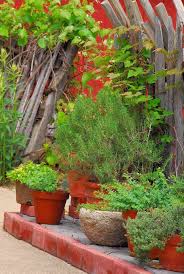 10 tips for growing herbs in pots
