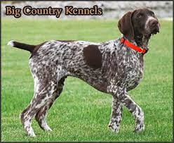 german short haired pointer canada s