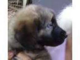 This breed has been used for guarding livestock, obedience and tracking. Puppyfinder Com Leonberger Puppies Puppies For Sale Near Me In Shelby North Carolina Usa Page 1 Displays 10