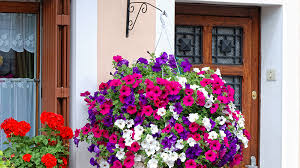 We did not find results for: Choosing The Best Flowers For Hanging Baskets Gilmour