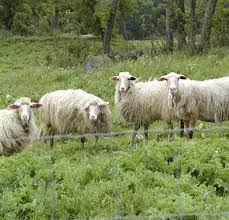 Best Steps For Caring For Sheep For