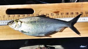 Shad Identification Fishes Of North Carolina