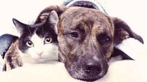 liver disease in dogs and cats