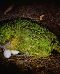 new zealand s endangered kakapo parrot