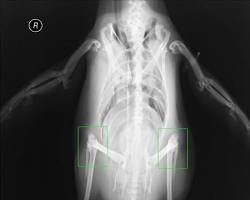 Image of Penguin Xray showing knees