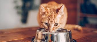 seven foods your cat shouldn t eat