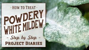 how to treat powdery white mildew