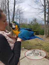 blue gold macaw baby ana s parrots