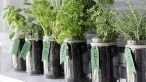 Grow Your Own Indoor Vegetable Garden