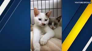 Kitten and cat classifieds / munchkin longhair #munchkinc. Spca Abc7 Los Angeles