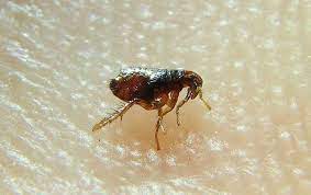 a flea infestation in your home can be