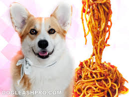 can dogs eat pasta dog leash pro