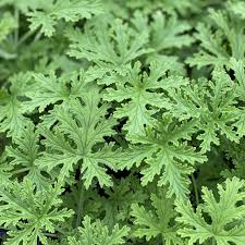 The term citronella plant can refer to two different types of plants: Citronella Mosquito Plant Plant Addicts