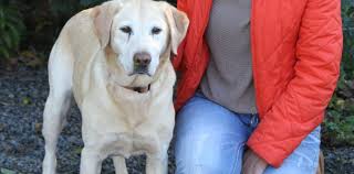 golden labrador who has brown stains