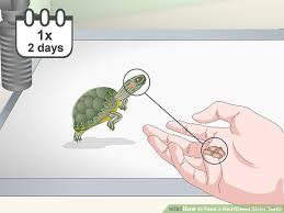 3 Ways To Feed A Red Eared Slider Turtle Wikihow