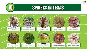 10 spiders in texas a z s