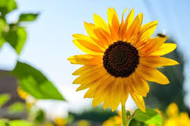 Karena pada gambar bunga ada banyak sudut sempit yang tida bisa sembarangan dalam mewarnainya. Koleksi Gambar Bunga Matahari Yang Cantik
