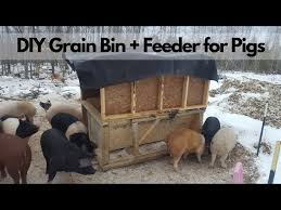 homemade diy grain bin auto feeder