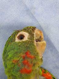 В Бразилии попугаю без клюва создали клюв-протез. » Кошка Ветра