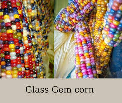 glass gem corn morelikethisplease