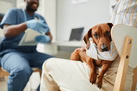 sick dog top warning signs of illness