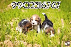 Find beagle puppies and breeders in your area and helpful beagle information. Very Healthy Beagle Puppies For Sale In Bangalore Bangalore Zamroo