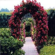 pretty arch trellis garden vines