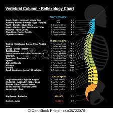 Reflexology Backbone Spine