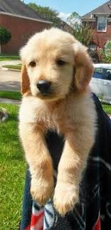 Browse thru our id verified puppy for sale listings to find your perfect puppy in your area. Golden Retriever Puppy For Sale In Missouri City Tx Adn 47028 On Puppyfinder Com Gender Male Age Golden Retriever Golden Retriever Puppy Puppies For Sale