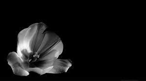 Wallpaper : fond d'écran : photo noir et blanc d'une fleur de tulipe en  gros plan sur fond noir #wallpaper #fon… | Fond ecran, Noir et blanc, Fond  d'écran téléphone