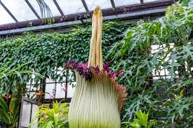 mighty corpse flower