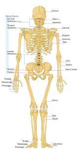 Kids will learn about the heart, lungs, liver, stomach, intestines, muscles, bones, and more. Human Skeletal System Human Skeleton Bones And Functions Of Skeletal System Human Bones Anatomy Human Bones Human Spine