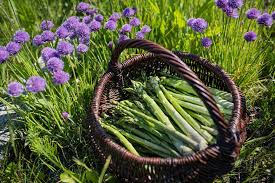 how to grow asparagus tips for