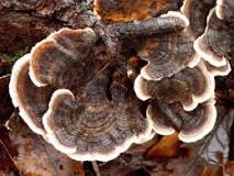 is-turkey-tail-anti-bacterial