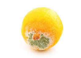 Penicillium sp. lemon ile ilgili görsel sonucu