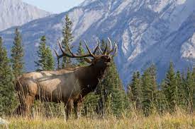 top 10 elk facts grand view outdoors