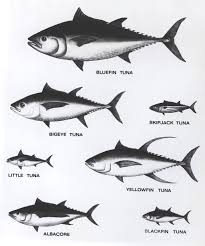 Tuna Relative Sizes Tuna Wikipedia The Free