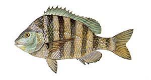 Coastal Carolina Guide Service List Of Nc Fish Species