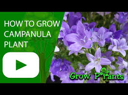 Campanula raineri - How to grow & care