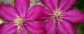 We did not find results for: Clematis Late Large Flowered Clematis Clematis Ville De Lyon