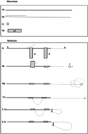If there are too few loops, the noose tightens rapidly resulting in the severing of the head.. Description Of The Way To Make The Noose Type 2 Materials Wire 0 5 Download Scientific Diagram