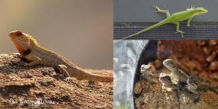 what do garden lizards eat a guide to