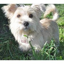 A search engine that helps rescue pets. Adoption Pending Hattie Small Female Terrier Dog In Nsw Petrescue