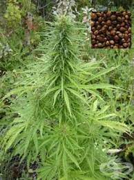 Конопля — конопля́ народн., блр. Indijski Konop Konop Hashish Marihuana Cannabis Indica Botanika