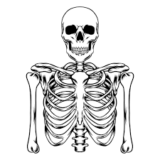 human skeleton vector art 13373993